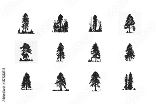 Sequoia tree  silhouettes in festive winter design