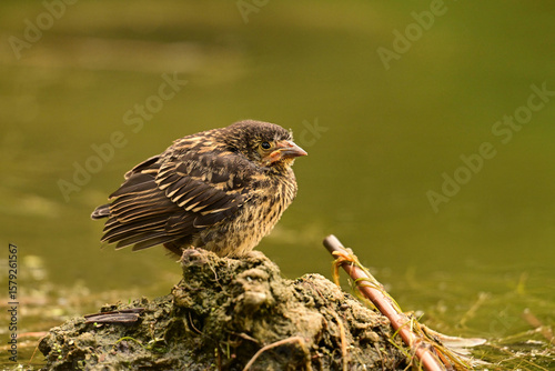 Baby fledged Red-winged Blackbird sits along the edge of a marsh