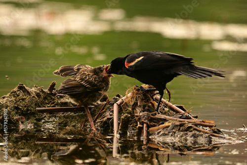 Baby fledged Red-winged Blackbird being fed by its father