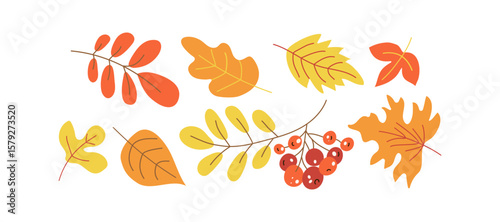 Autumn leaves, berries. Fall, harvest. Doodles, drawings, sketch. Oak leaf, rowan branch. Nature botanical illustration. Leaf fall. White isolated background.