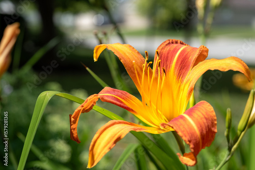 daylily