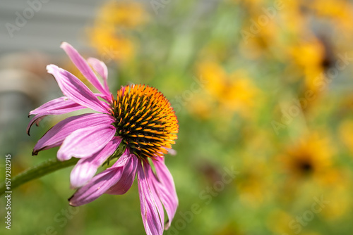 Echinacea