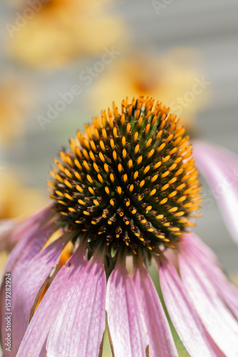 Echinacea