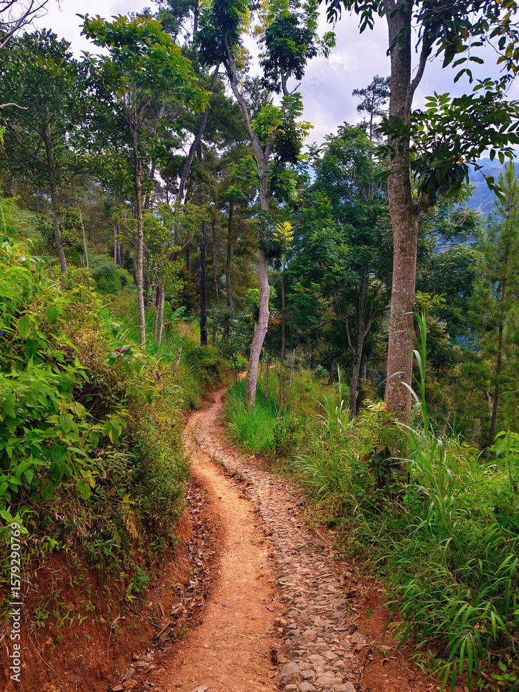Fototapeta premium a dirt and stone path through green bushes and trees leading to the mountains