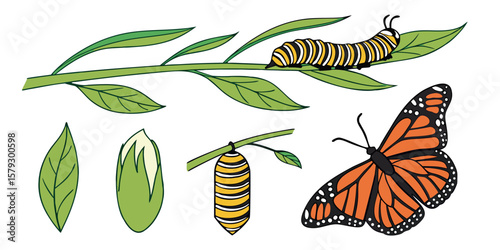 Butterfly Life Cycle Illustration with Stages