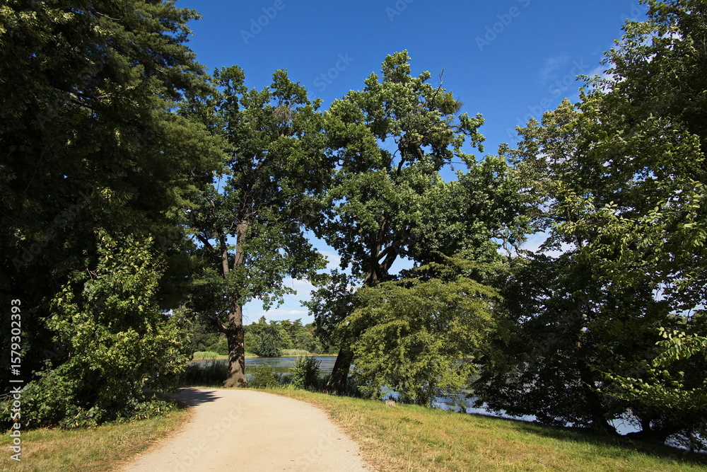 Obraz premium Giant trees in castle garden in Lednice,Moravia,South Moravia,Czech republic 