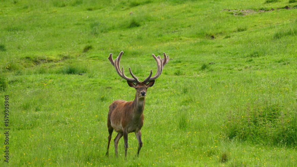 Fototapeta premium Hirsch, Einzelgänger