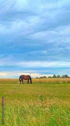 horse in the field