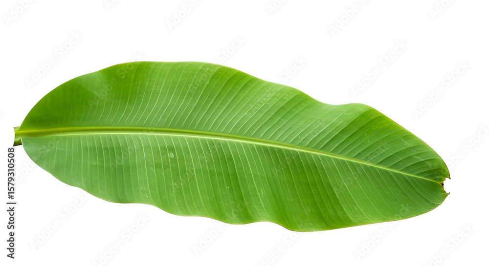 Obraz premium tree leaf on white background,