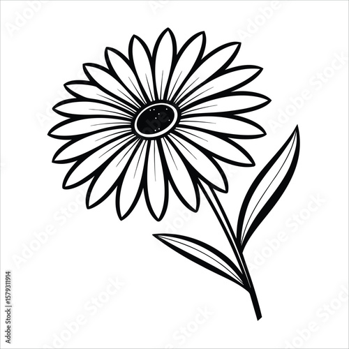 Daisy Flower Vector Illustration