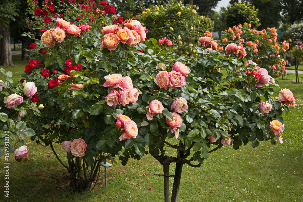 Naklejka premium Rosarium in Bad Sauerbrunn, Burgenland, Austria 