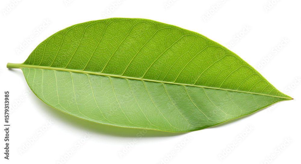 Obraz premium tree leaf on white background,