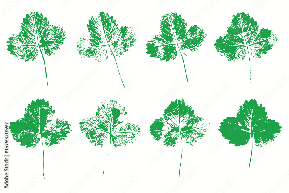 Natural strawberry leaves imprint, grunge style, vector, isolated, decorative elements for design	