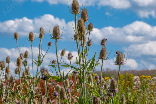 Fototapeta Naklejka Na Ścianę i Meble -  wild teasel plants in a summer meadow under blue sky with clouds