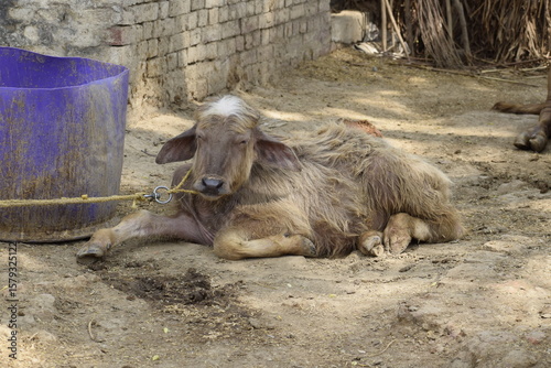 A young buffalo calf resting on the ground, tied near a plastic container in a rural village setting. The scene reflects agricultural life and traditional livestock care.
