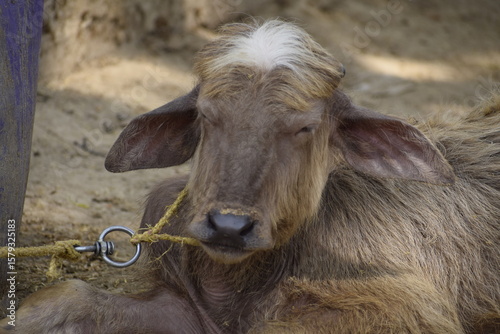 A young buffalo calf resting on the ground, tied with rope in a rural village setting. The scene reflects agricultural life and traditional livestock care. 15-apr-2021, Ghatampur ,India