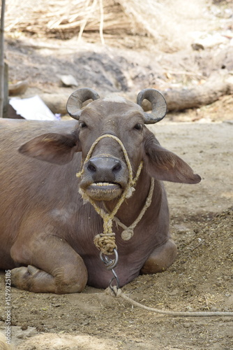 Indian buffalo resting, tied with rope, looking at camera. Ghatampur, India, 15 April 2021. Rural background shows traditional livestock farming.