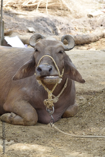 Indian buffalo resting, tied with rope, looking at camera. Ghatampur, India, 15 April 2021. Rural background shows traditional livestock farming.