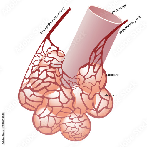 Diagram Showing Relation of Blood Vessels to Alveoli