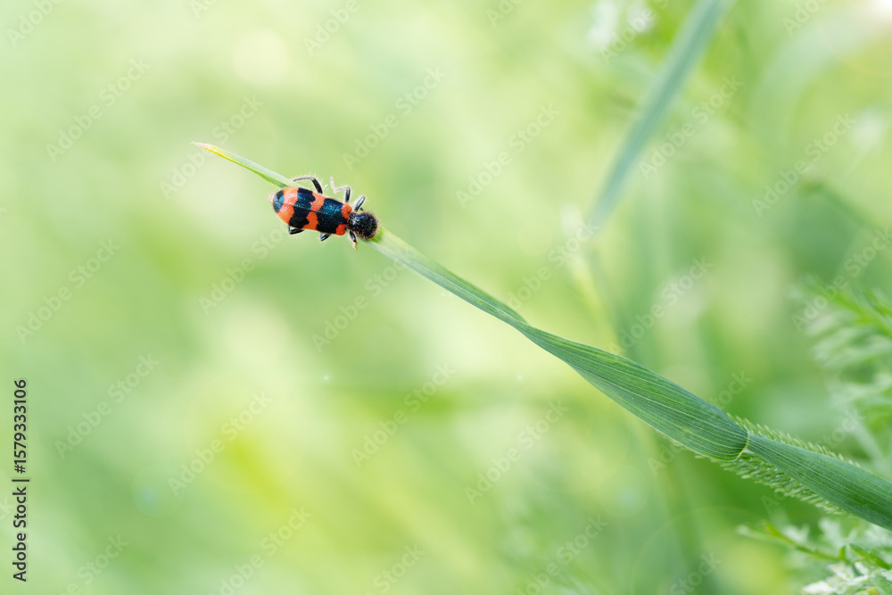 Naklejka premium peaceful bug on green grass, tranquil insect in sunlight, meditation in nature, relaxing summer scene macro