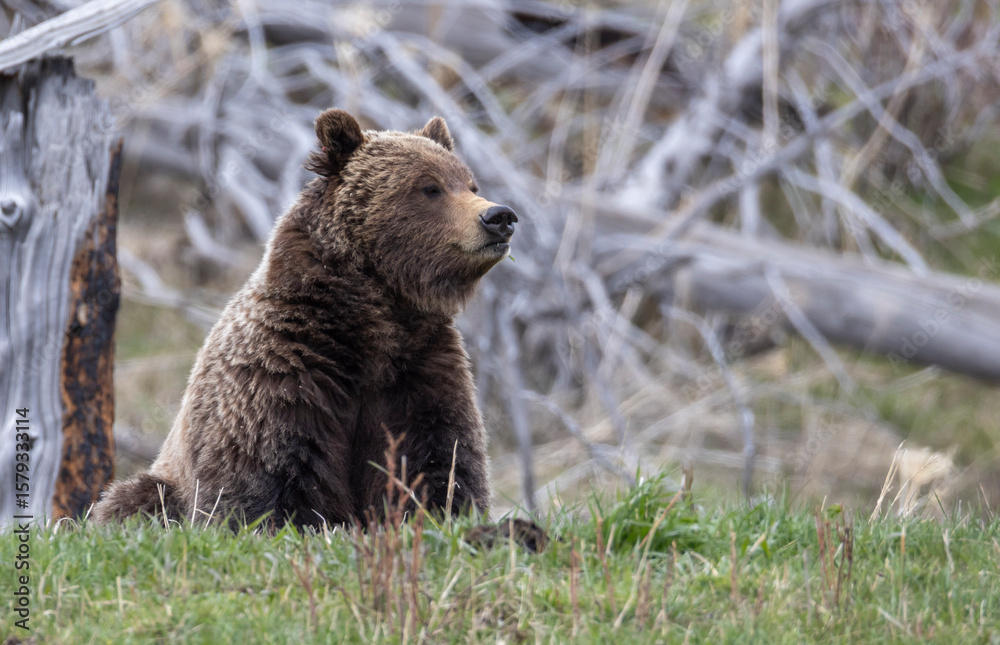 Fototapeta premium Grizzly Bear in Yellowstone National Park Wyoming in Springtime