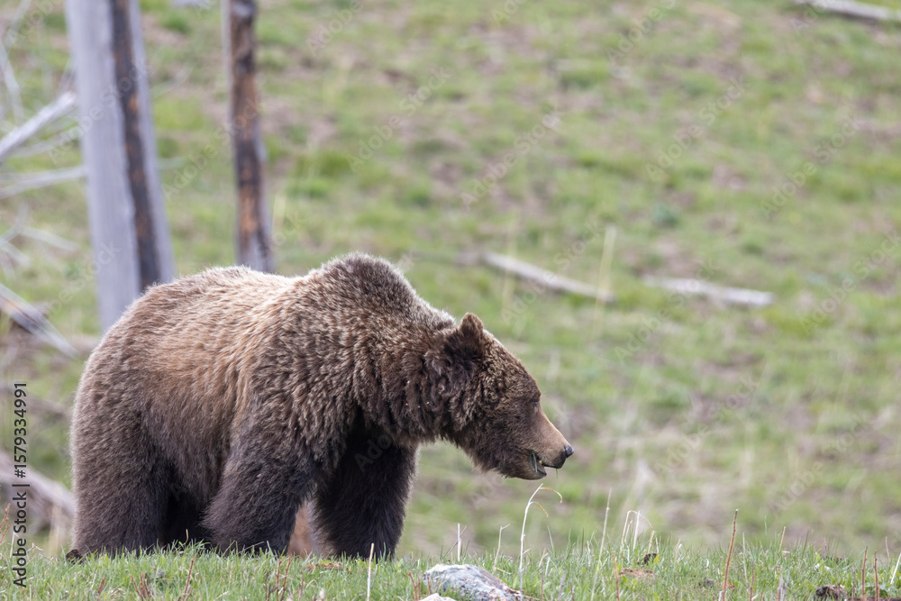 Fototapeta premium Grizzly Bear in Yellowstone National Park Wyoming in Springtime