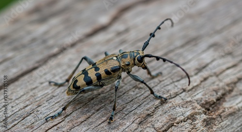 Longhorn Beetle on Wood Surface - Close-up of a longhorn beetle with distinctive markings, perched on weathered gray wood