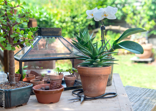 succulent plants  potted with little greenhouse background and orchid in garden
