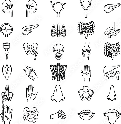 Medical and Biological Icons: Minimalist Anatomy Illustrations