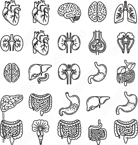 Human Anatomy Vector Icons Set: Internal Organs Line Art