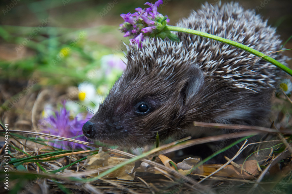 Naklejka premium In the forest in summer there is a small hedgehog in the grass.