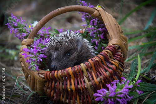 In the forest, a hedgehog sits in a basket with daisies.