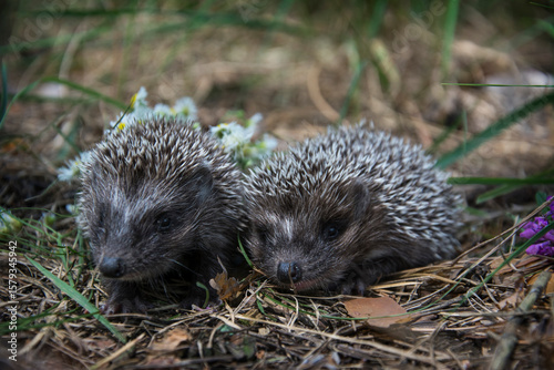 In the forest there are two little hedgehogs in the grass.