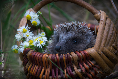 In the forest, a hedgehog sits in a basket with daisies.