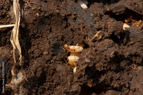Intérieur de nid de fourmis Lasius sp. avec son couvain-oeufs.