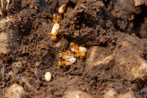 Intérieur de nid de fourmis Lasius sp. avec son couvain-oeufs.