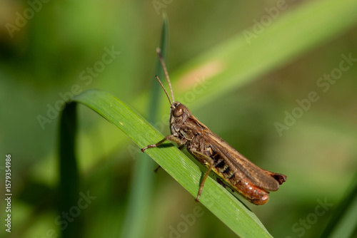 Sauterelle au repos sur tige verte