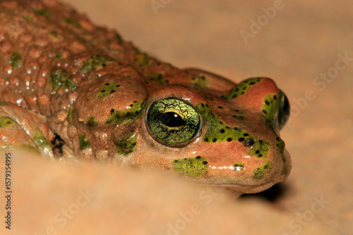 crapaud de Brongersmai bufo brongersmai au maroc dans l'atlas en altitude