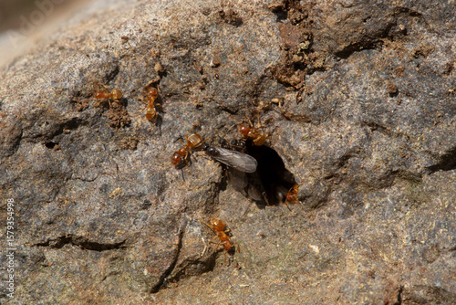 Envol de fourmis Lasius sp. avec reine.