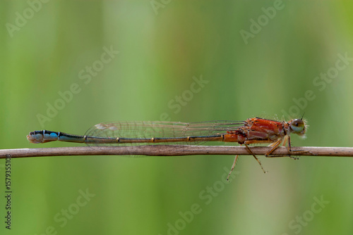libellule demoiselle au repos