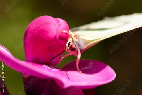 Papillon Citron (Gonepteryx rhamni) butinant, lépidoptères de la famille des Pieridae
