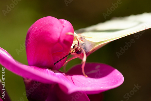 Papillon Citron (Gonepteryx rhamni) butinant, lépidoptères de la famille des Pieridae