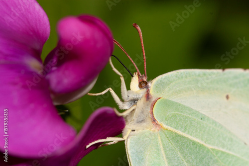 Papillon Citron (Gonepteryx rhamni) butinant, lépidoptères de la famille des Pieridae