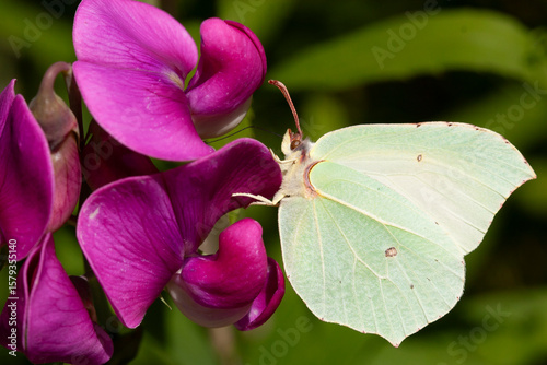Papillon Citron (Gonepteryx rhamni) butinant, lépidoptères de la famille des Pieridae