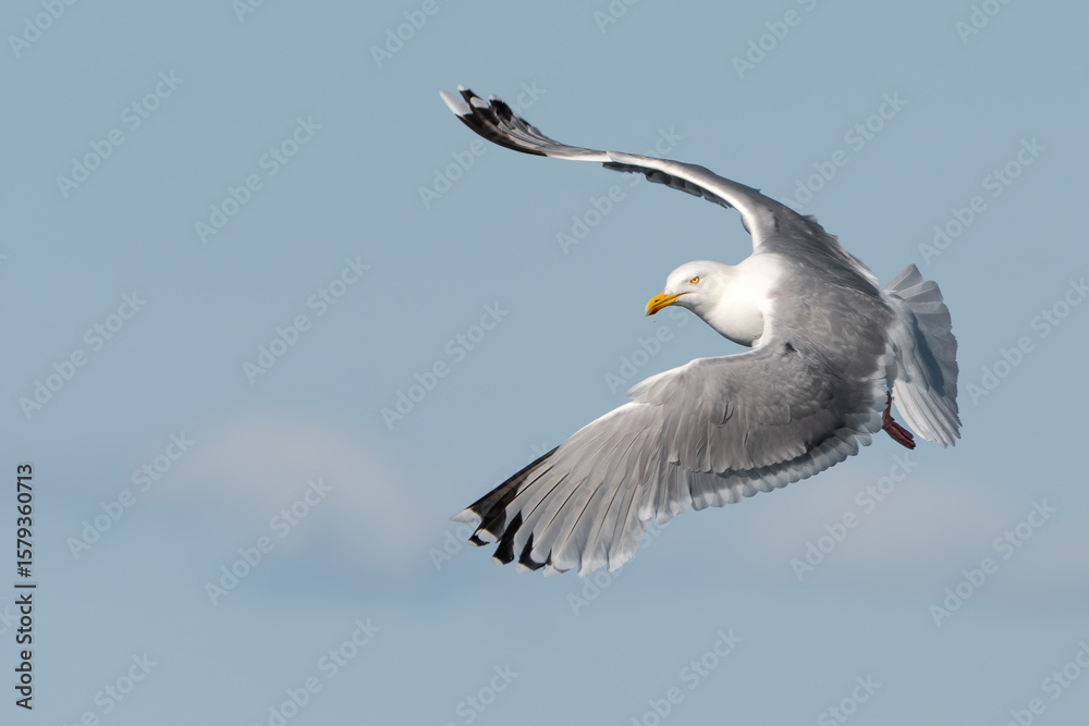 Obraz premium Portrait Of A Flying Gull (Larinae)