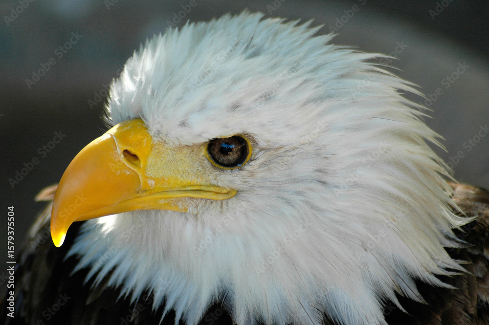 Fototapeta premium beautiful golden eagle photographed close-up