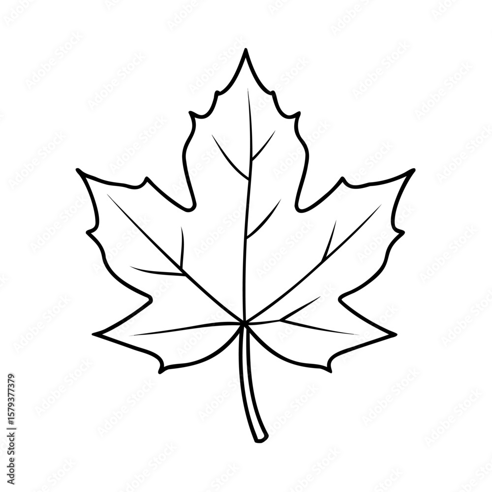 Fototapeta premium Outline a maple leaf with detailed veins on a simple nature