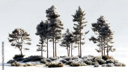 Tall pine trees rising above asymmetrical low shrub coverage