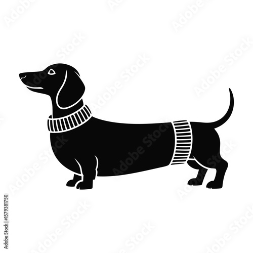 Silhouette vector of dachshund in tiny sweater with accentuated long body in side profile, isolated in black and white
