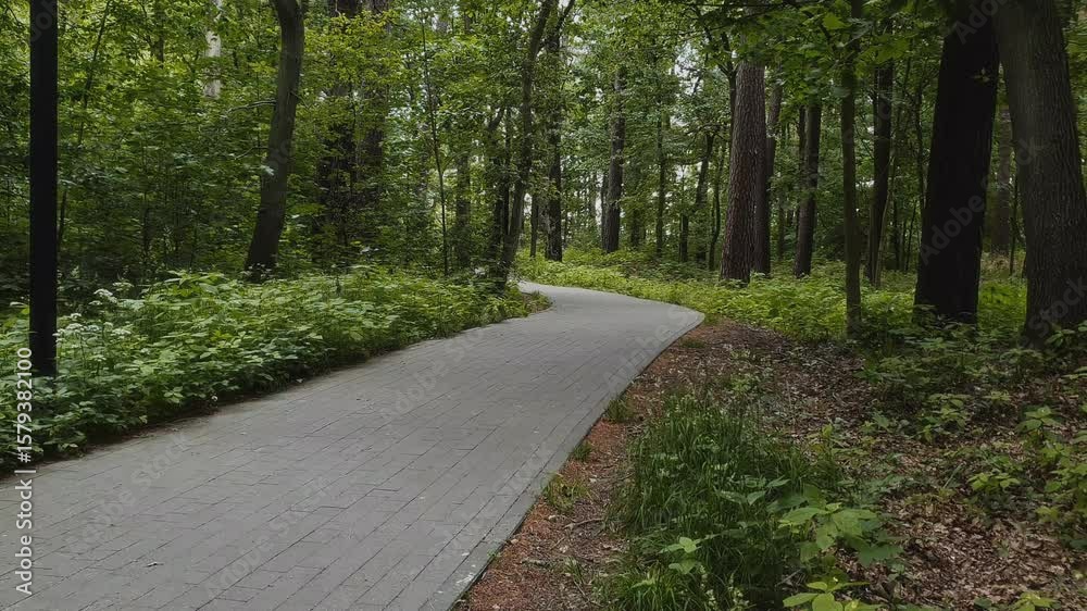 Woodland landscape with empty paved path through dense mixed forest or park among old lush pine and deciduous trees and green bushes at cloudy summer day. No people summertime nature scenery.